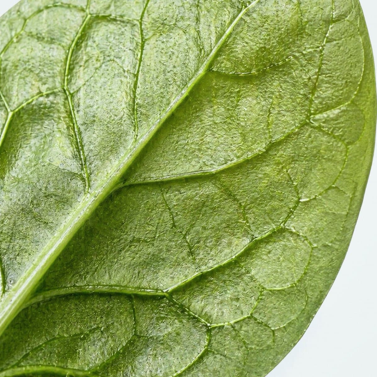 Macro green leaf detail representing single-active chlorophyll products.